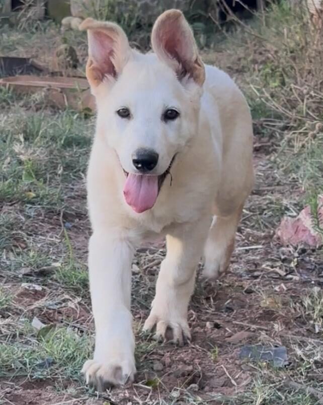 Photo of one of our white Olderhill GSD 2026 puppies