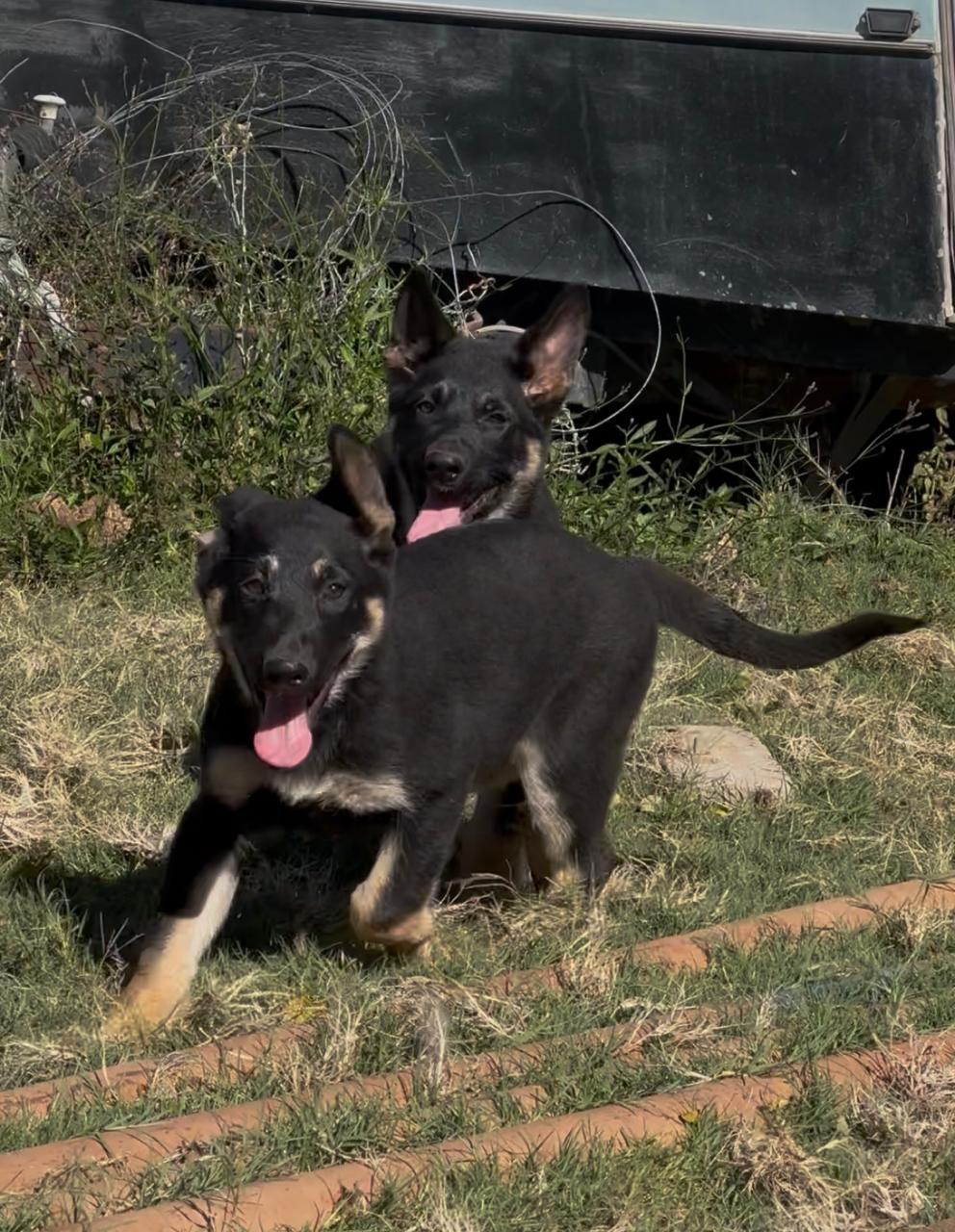 Two of our puppies running