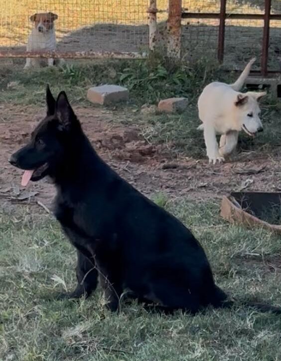 Photo of one of our black Olderhill GSD puppies