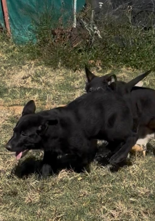 Photo of our black Olderhill puppy running