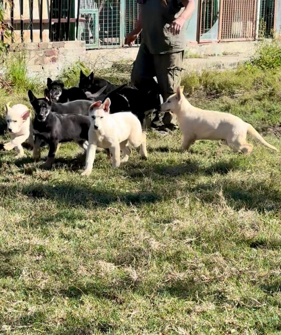 Our whole 2026 litter of Olderhill puppies walking to heel